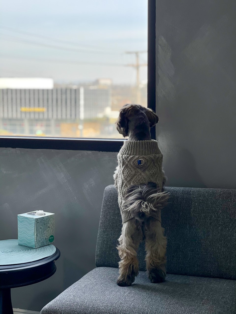 Dog standing on couch looking outside